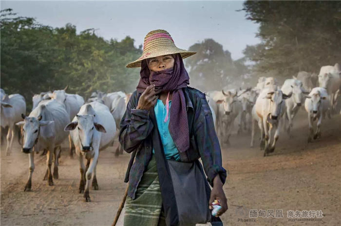 缅甸摄影优秀作品：牛羊
